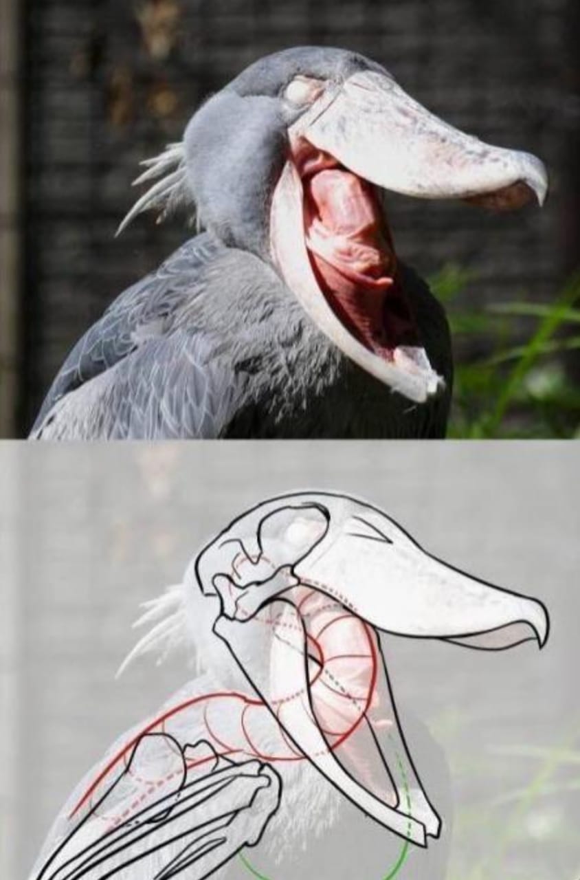 Meet Shoebill, A Terrifying Bird Straight From Your Nightmares